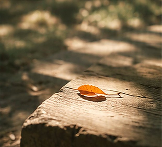 Et orange efterårsblad på et gammelt træ-trin i solen.